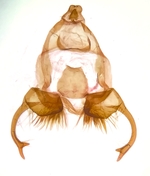 Male genitalia; Madison County; Jim Petranka.