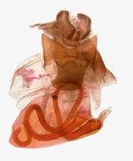 Female genitalia; Mitchell County; Jim Petranka.