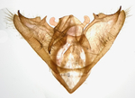 Male genitalia; Buncombe County; Jim Petranka.