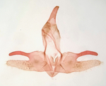 Male genitalia; Madison County; Jim Petranka.