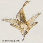 
Male genitalia; North Carolina; J.B. Sullivan.