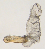 Aedeagus; North Carolina; J.B. Sullivan.