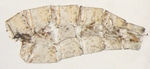Male pelt; North Carolina; J.B. Sullivan.