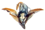 Male genitalia; Randolph County; J.B. Sullivan.