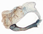 Aedeagus; Randolph County; J.B. Sullivan.