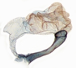 Aedeagus; Randolph County; J.B. Sullivan.