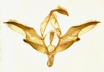 Male genitalia; Madison County; Jim Petranka.