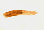 Aedeagus; Madison County; Jim Petranka.