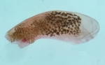 Aedeagus; Henderson County; Jim Petranka.