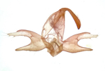 Male genitalia; Madison County; Jim Petranka