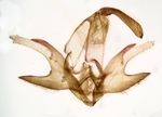 Male genitalia; Henderson County; Jim Petranka. 