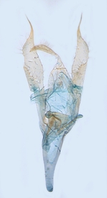 Male genitalia; North Carolina; J.B. Sullivan.