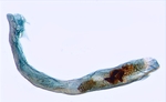 Aedeagus; North Carolina; J.B. Sullivan.