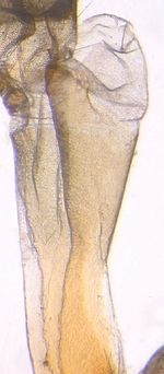 Ductus; North Carolina; J.B. Sullivan.
