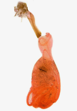 Female genitalia; Madison County; Jim Petranka.