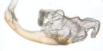 Aedeagus; North Carolina; J.B. Sullivan.