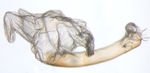 Aedeagus; North Carolina; J.B. Sullivan.