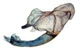 Vesica in alcohol; Wilkes County; J.B. Sullivan.