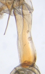 Ductus; North Carolina; J.B. Sullivan.