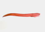 Aedeagus; Richmond County; Jim Petranka.
