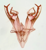 Male genitalia; Richmond County; Jim Petranka.