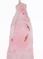 Female genitalia; Madison County; Jim Petranka.