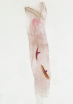 Female genitalia; Madison County; Jim Petranka.