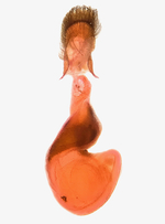 Female genitalia; Madison County; Jim Petranka. 