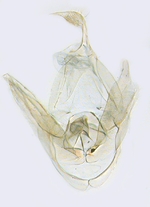 Male genitalia; North Carolina; J.B. Sullivan.