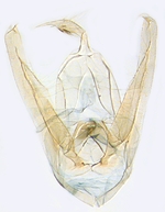Male genitalia; North Carolina; J.B. Sullivan.