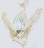 Male genitalia; North Carolina; J.B. Sullivan.