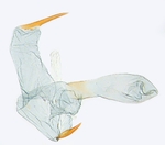 Aedeagus; North Carolina; J.B. Sullivan.