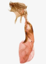 Female genitalia; Moore County; Jim Petranka.
