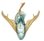 Male genitalia; North Carolina; J.B. Sullivan.