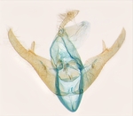 Male genitalia; North Carolina; J.B. Sullivan.