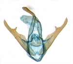 Male genitalia; North Carolina; J.B. Sullivan.