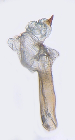 Aedeagus (unstained); North Carolina; J.B. Sullivan.