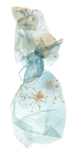Female genitalia; North Carolina; J.B. Sullivan.