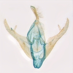 Male genitalia; North Carolina; J.B. Sullivan. 