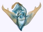 Male genitalia; North Carolina; J.B. Sullivan. 