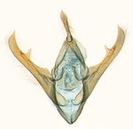 Male genitalia; North Carolina; J.B. Sullivan. 