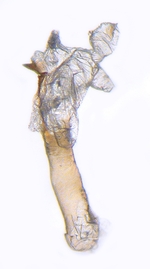 Aedeagus (unstained); North Carolina; J.B. Sullivan. 