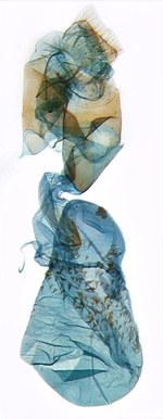 Female genitalia; North Carolina; J.B. Sullivan. 