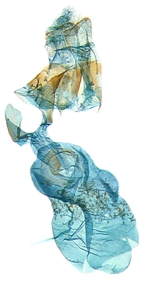 Dark female genitalia; North Carolina; J.B. Sullivan. 