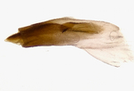 Male genitalia; Carteret County; Jim Petranka.