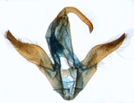 Male genitalia; North Carolina; J.B. Sullivan.