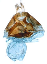 Female genitalia; North Carolina; J.B. Sullivan).