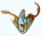 Male genitalia; North Carolina; J.B. Sullivan).