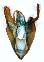Male genitalia; North Carolina; J.B. Sullivan).