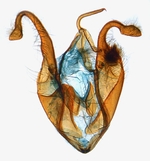 Male genitalia; North Carolina; J.B. Sullivan.